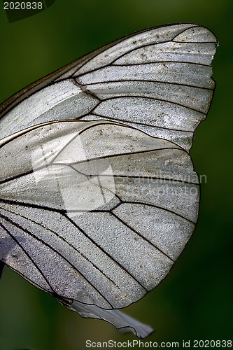 Image of white wing of a  butterfly and his line
