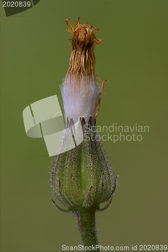 Image of  little flowering
