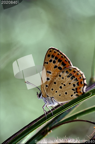 Image of orange butterfly