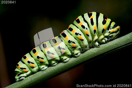 Image of Papilio Macaone on green branch