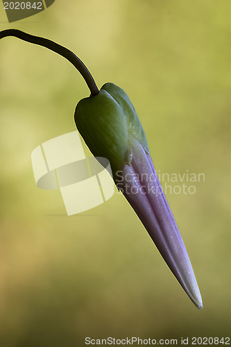 Image of pink flower campanula 