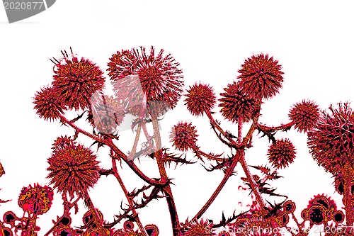 Image of Toned in reddish thistle flowers over white