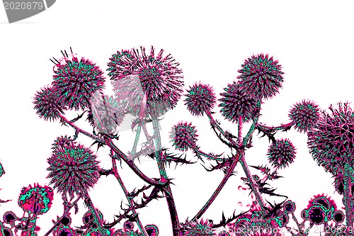 Image of Toned spherical thistle flowers over white