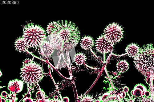 Image of Brightly toned thistle flowers over black