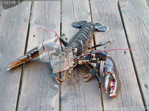 Image of Lobster 3