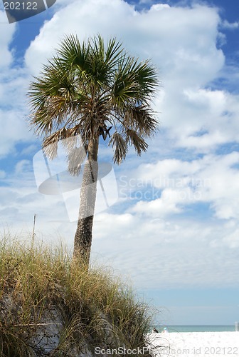 Image of Palm Tree by Beach