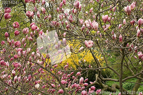 Image of Pink magnolia