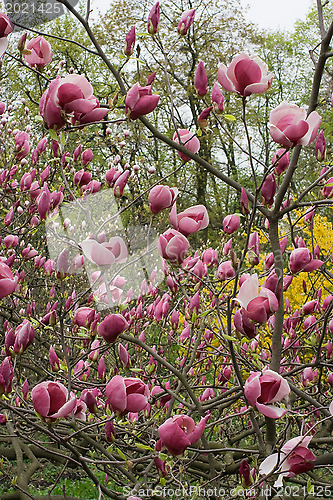 Image of Pink magnolia