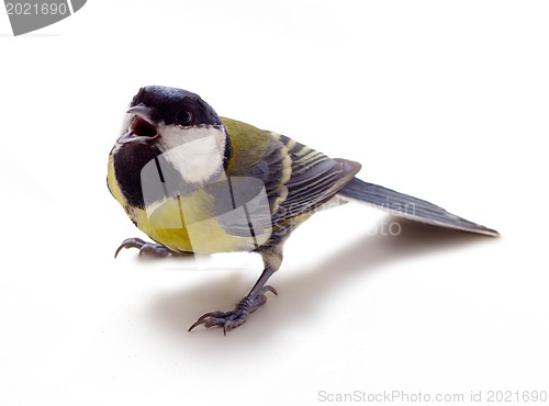 Image of Graceful great tit