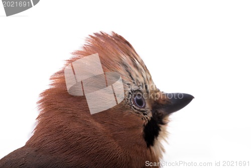 Image of Garrulus glandarius