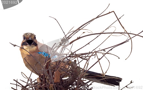 Image of Garrulus glandarius