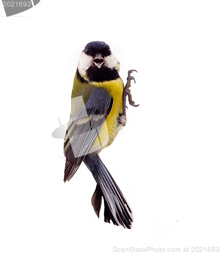 Image of Graceful great tit