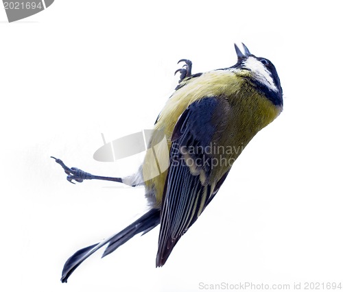 Image of Graceful great tit