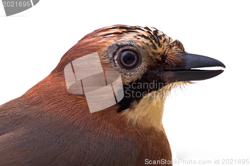 Image of Garrulus glandarius
