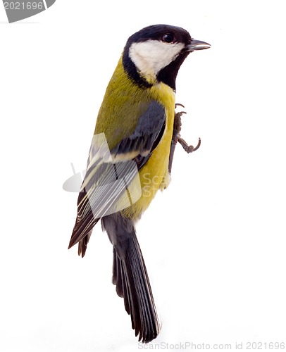 Image of Graceful great tit