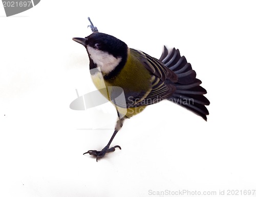Image of Graceful great tit
