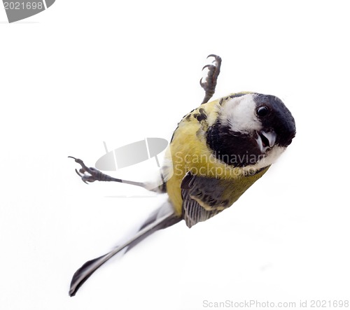 Image of Graceful great tit