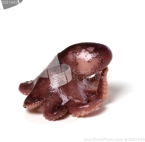 Image of Small octopus in pose "Thinker"