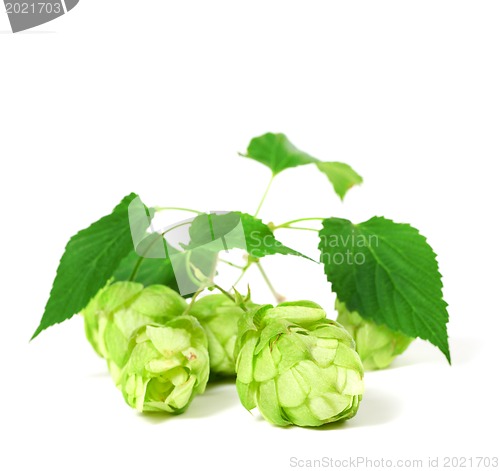 Image of Blossoming hop with leaves