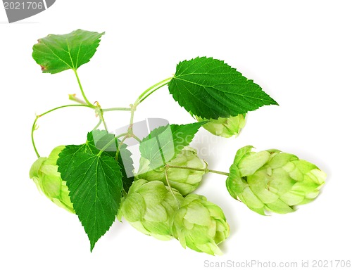 Image of Branch of blossoming hop