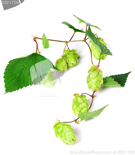 Image of Blossoming hop