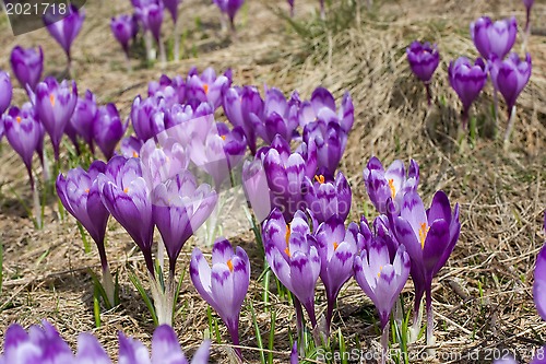 Image of Spring blossom of mountain crocuses