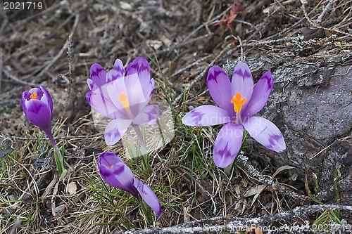 Image of Spring blossom of mountain crocuses