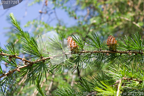 Image of Fir-tree cones