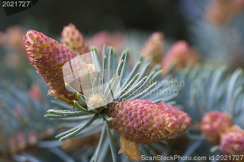 Image of Blossom of fir-tree