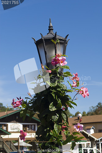 Image of Street lantern with flower ivy 