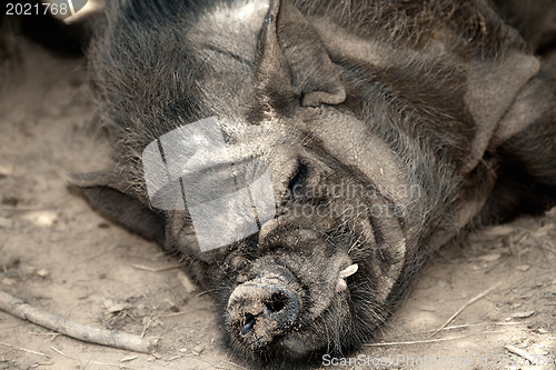 Image of Sleeping Boar