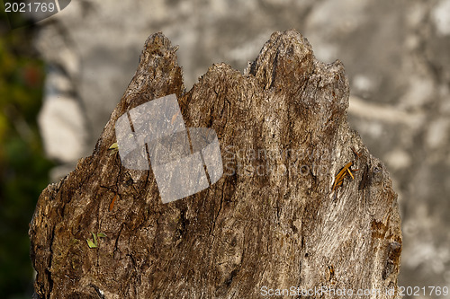 Image of Natural distressed bark of tree trunk