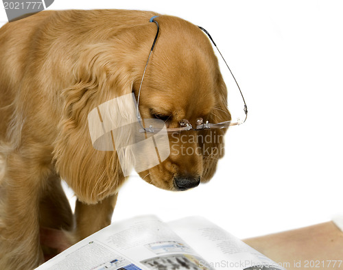 Image of English Cocker Spaniel