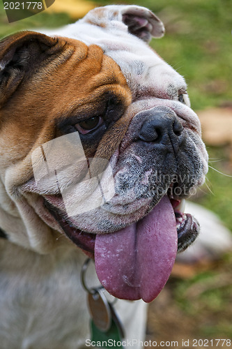 Image of English Bulldog