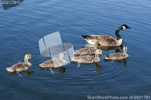 Image of Canadian Geese family
