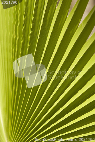Image of Texture of palm leaves in natural light