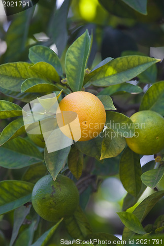 Image of Citrus tree