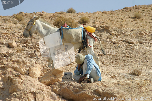 Image of Bedouin shepherd & his donkey
