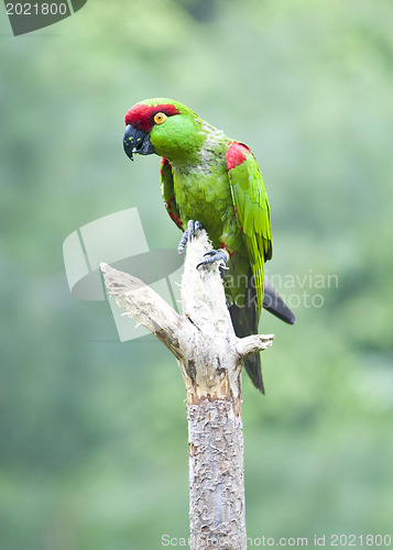 Image of Thick-biller Parrot