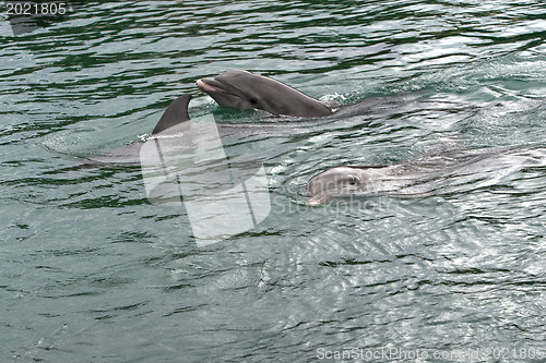 Image of Dolfins swiming in resort pool