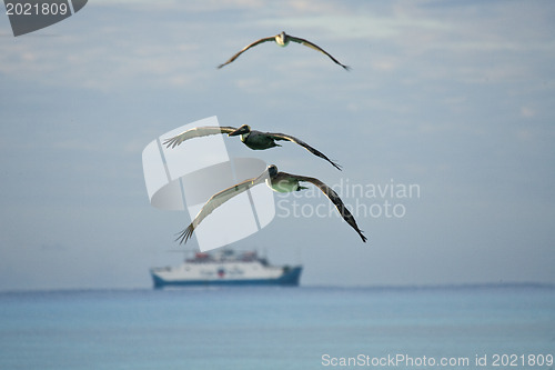 Image of Pelicans looking for their pray