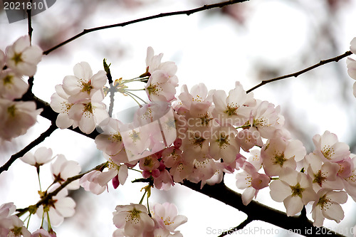 Image of Sakura  blossom 