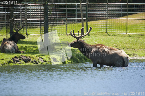 Image of Roosevelt Elk taking off the lake