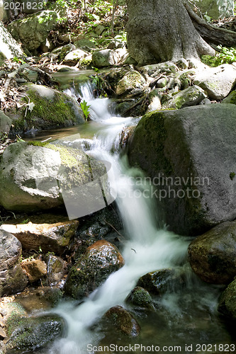 Image of Forest stream