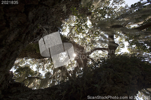 Image of Mysterious Spanish Moss