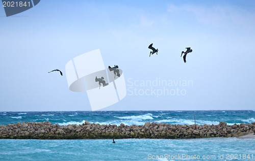 Image of Pelicans looking for their pray