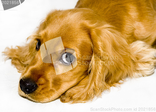 Image of English Cocker Spaniel