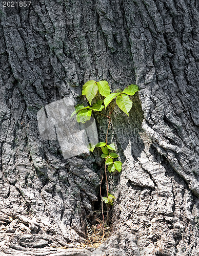 Image of A tree trunk with Convolvulus arvensis 