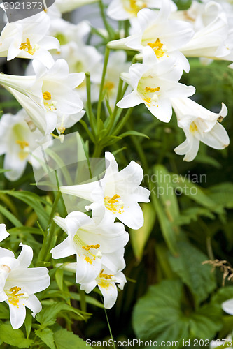 Image of White lily 
