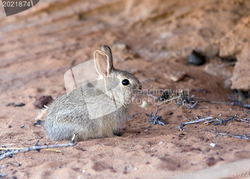 Image of Rabbit at Arizona desert